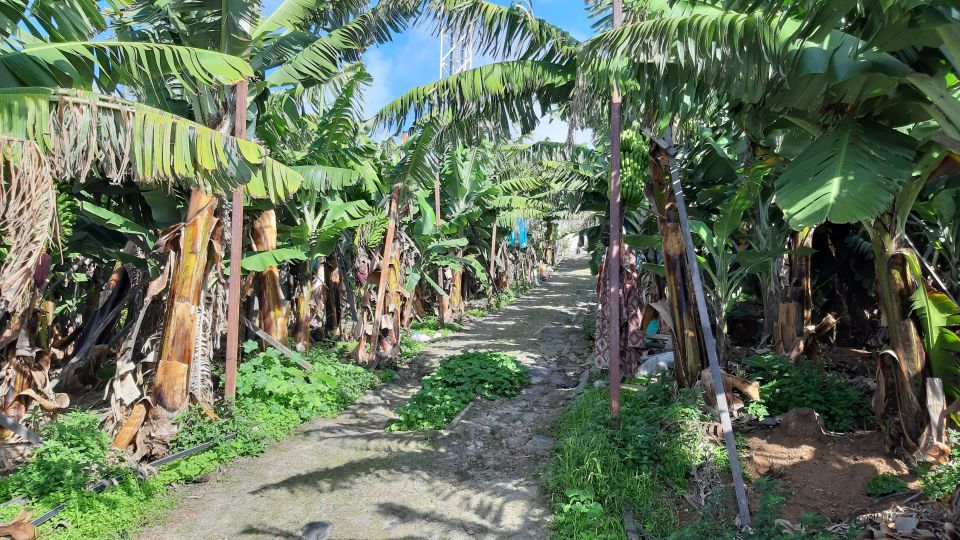 Madeira: Private Banana Farm Tour With Pickup - Common questions