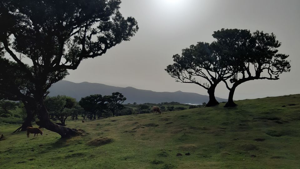 Madeira: Private Tour of Fanal Forest - Directions