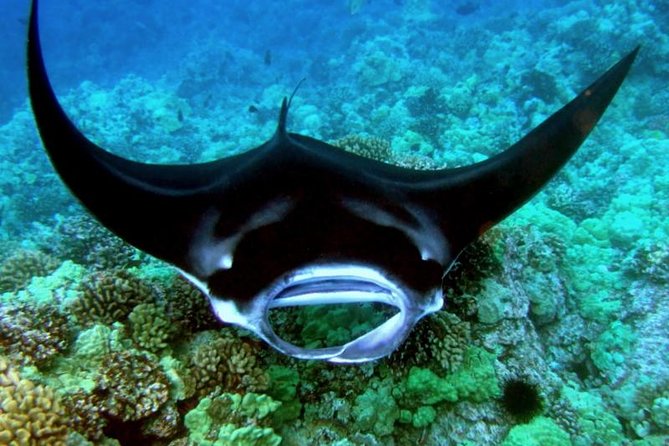 Manta Ray Snorkel Moonlight Kona Hawaii- Small Group - Common questions