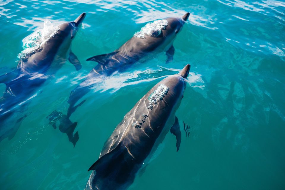 Miami: Day Trip to Key West W/ Dolphin Watching & Snorkeling - Logistics and Additional Information