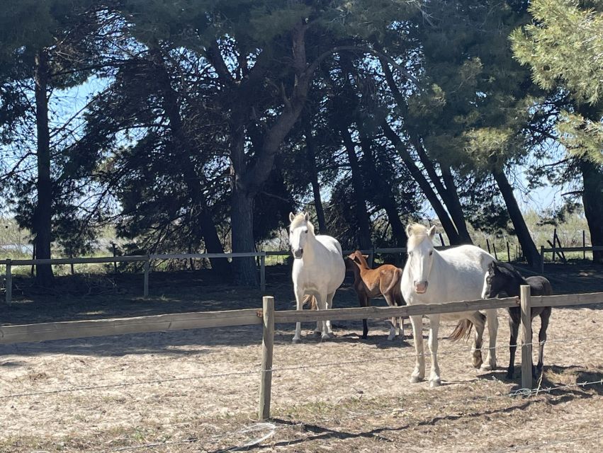 Montpellier: Camargue Winery Tour With Tastings and Picnic - Location and Logistics