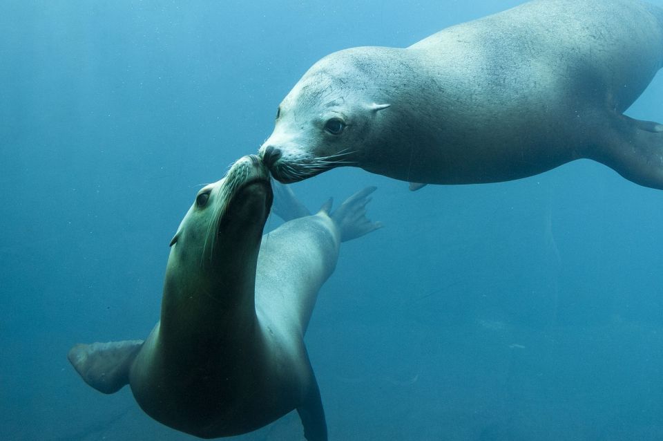 Nausicaá National Sea Centre: Full-Day Admission Ticket - Essential Information to Know