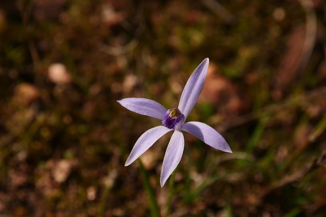 Orchids and Wildflowers Photographic Day Tour From Perth - Planning Your Photography Adventure