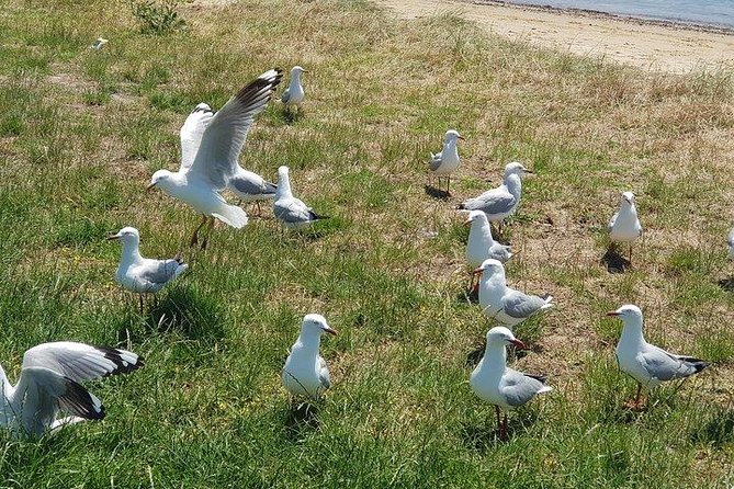 Phillip Island Penguin and Wildlife Tour - Important Tour Information