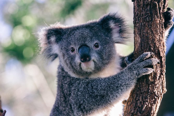 [Private Tour] “Penguin Parade” Phillip Island Tour. - What to Expect on Tour