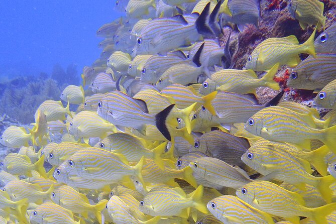 Puerto Morelos Reef National Park 2-Tank Scuba Dive  - Cancun - Cancellation Policy Guidelines