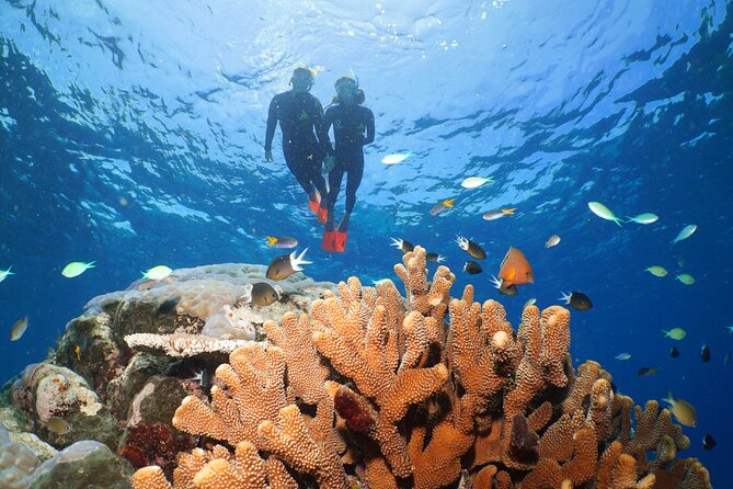 Silversonic Outer Great Barrier Reef Cruise From Port Douglas - Inclusions and Add-Ons