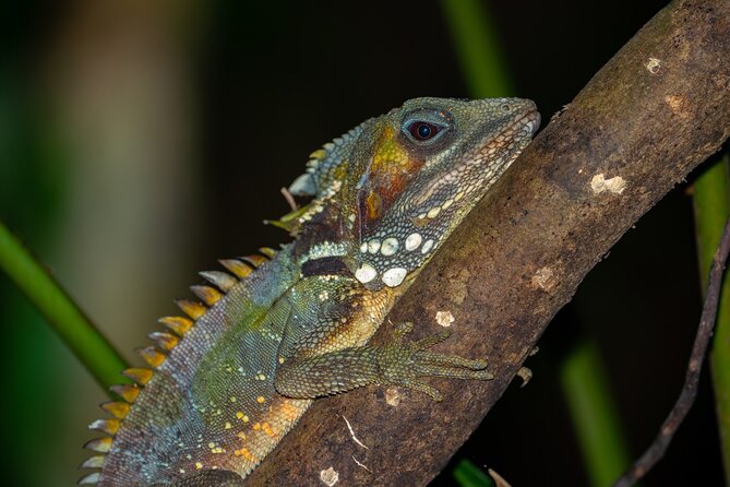 Small-Group Trekking Experience in Daintree National Park - Preparing for the Trek