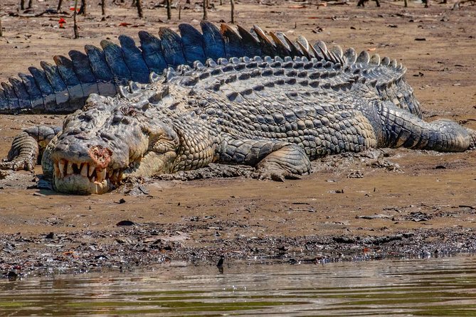 Solar Whisper Daintree River Crocodile and Wildlife Cruise - Tour Inclusions and Essentials