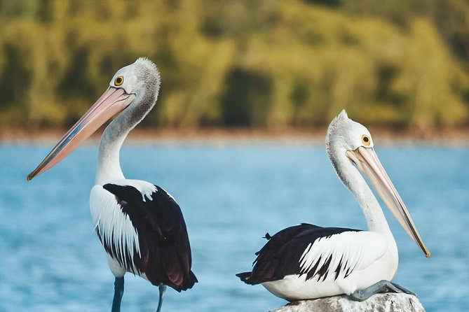 Sunset River Cruise Near Byron Bay - Important Policies and Procedures