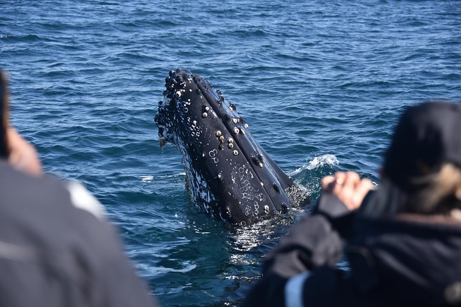 Sydney Whale-Watching by Speed Boat - Safety Guidelines and Rules