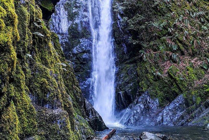 Vancouver Island Rainforest Guided Hike With Private Guide - Rainforest Exploration