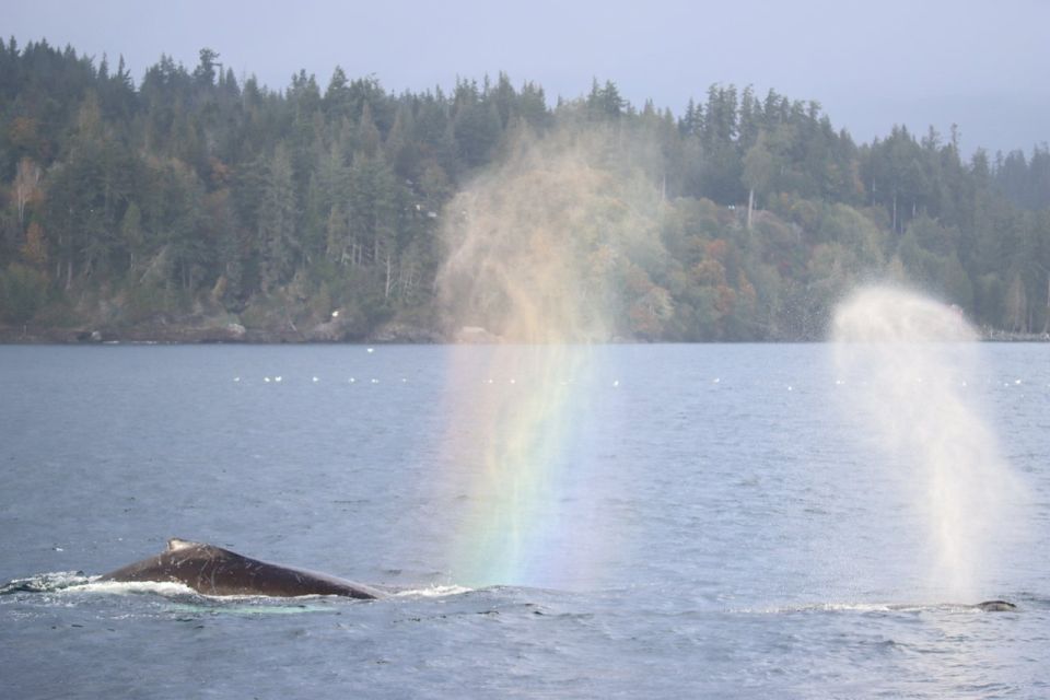 Vancouver Whale Watching Safari - Important Information and Recommendations