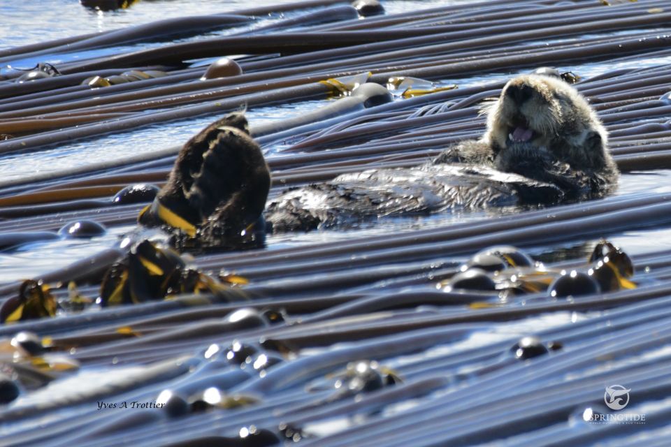 Victoria: 3-Hour Whale Watching Tour - Wildlife Encounters