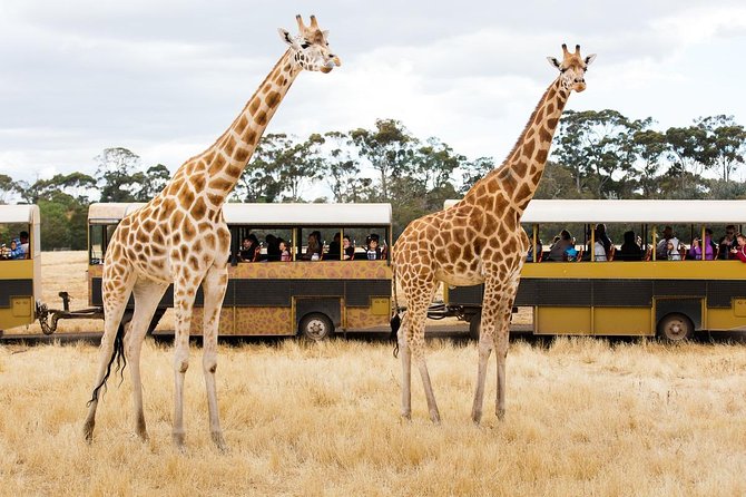 Werribee Open Range Zoo General Admission Ticket - Planning Your Zoo Visit