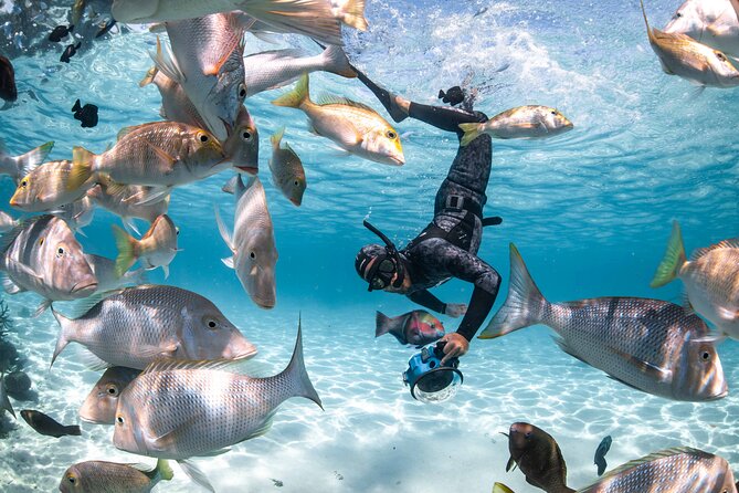 Whale Shark Adventure Tour - Reviews From Past Travelers