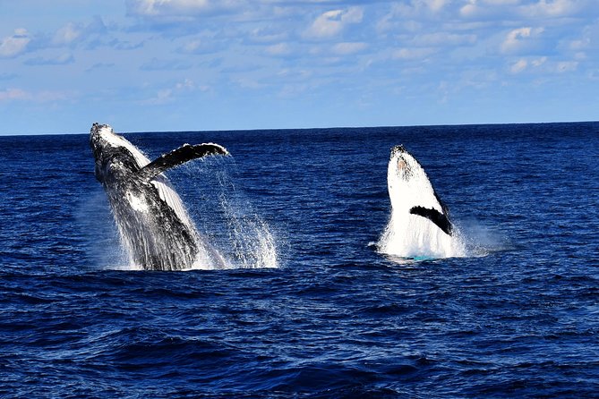 Whale Watching Cruise From Redcliffe, Brisbane or the Sunshine Coast - The Whale Watching Adventure