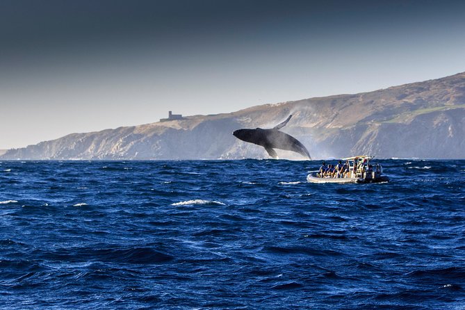 Whale Watching Dinner Cruise in Cabo San Lucas - Whale Watching Excitement