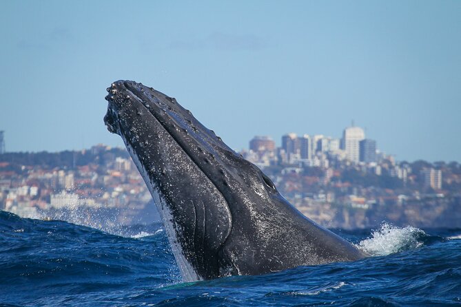 Whale Watching Sydney 2-Hour Express Cruise - Tour Highlights and Experience