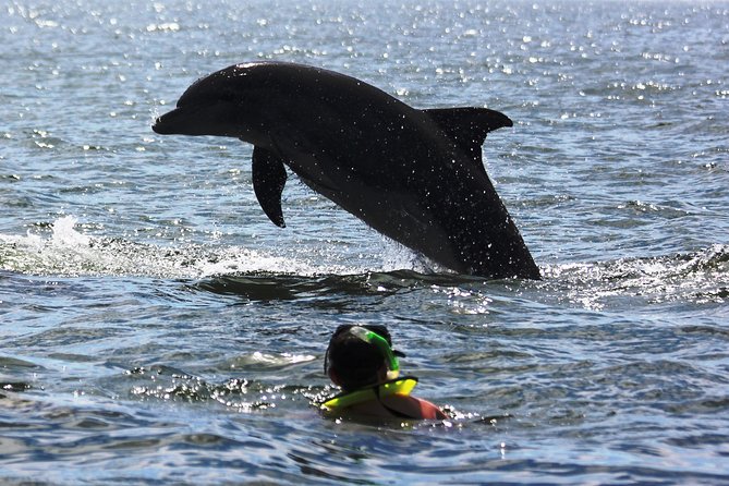 Wild Dolphins Encounter & Snorkeling - Inclusions and Equipment