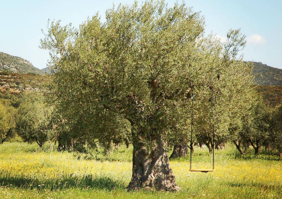 Wine & Olive Oil Tasting in an Organic Farm Laconia, Greece - Additional Experiences Available