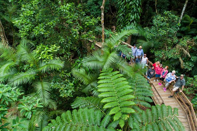 World Heritage Highlights: Reef/Daintree/Cape Tribulation - Swimming in Emmagen Creek