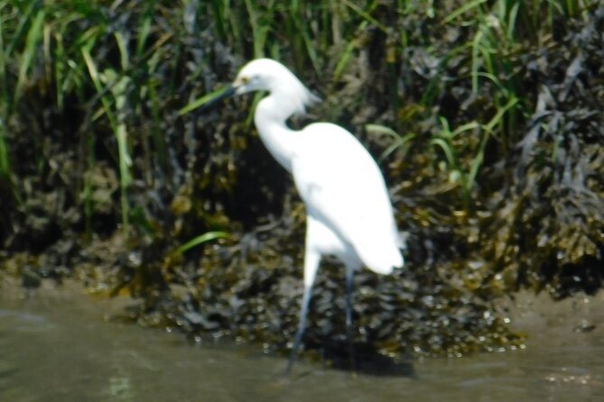 2-Hour Sunset Safari Eco Cruise From Cape May - Inclusions and Logistics