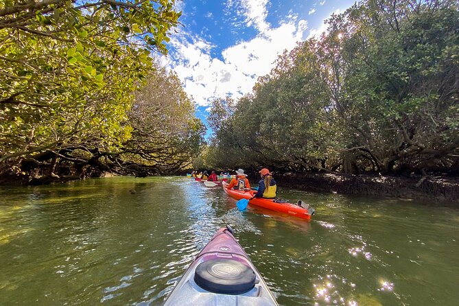 Adelaide Dolphin Sanctuary Mangroves Kayaking Tour - Pricing and Booking Details