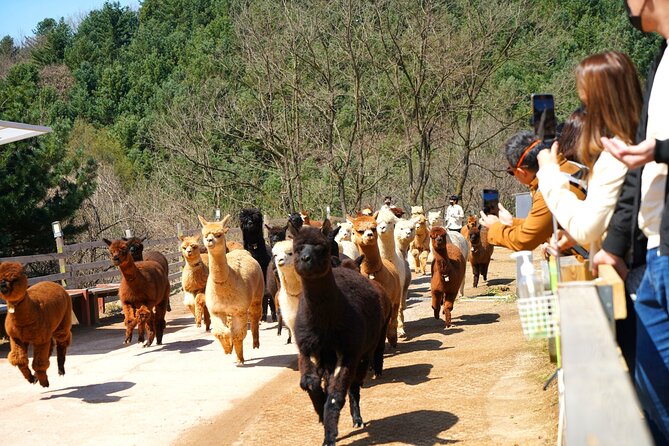 Alpaca World Tour With Nami Island & Optional Railbike or Garden - Pricing and Lowest Price Guarantee