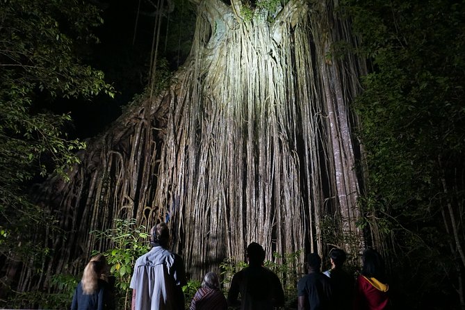 Atherton Tablelands Rain Forest by Night From Cairns - Expert Guide and Equipment