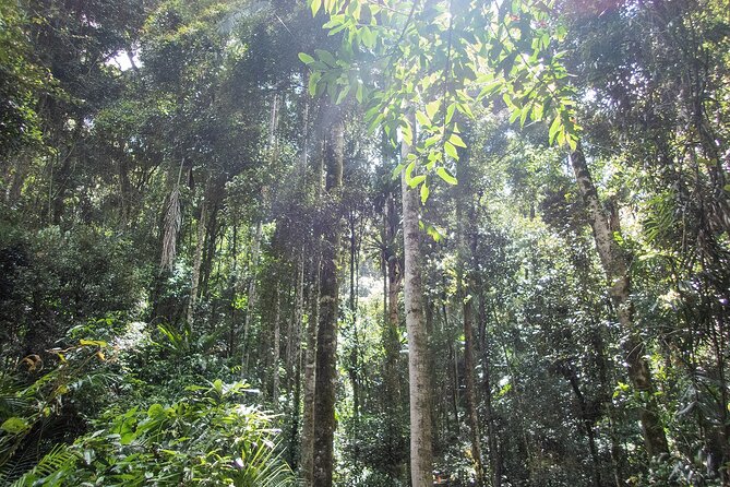 Bellthorpe Rainforest Private Tour - About the Tour Operator