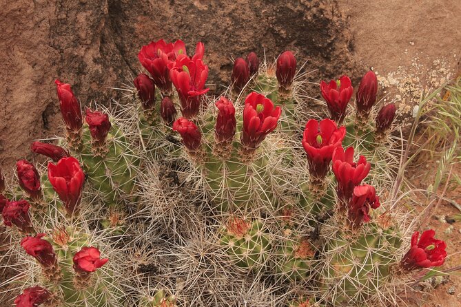 Canyonlands National Park Needles District by 4x4 - Common questions