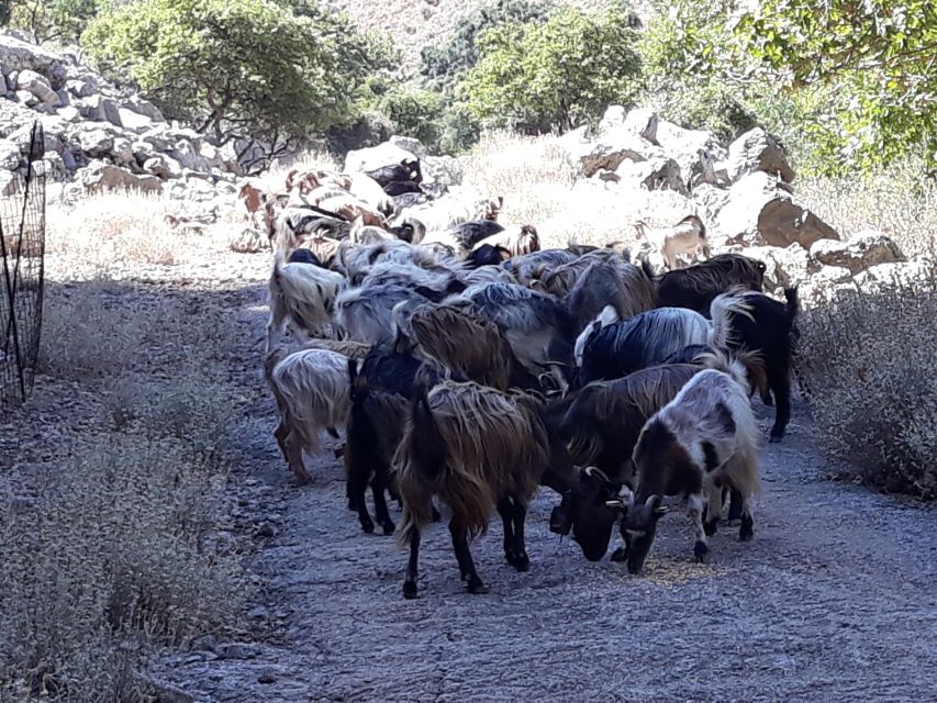 Chania: White Mountains Safari Tour With Lunch and Tastings - Inclusions