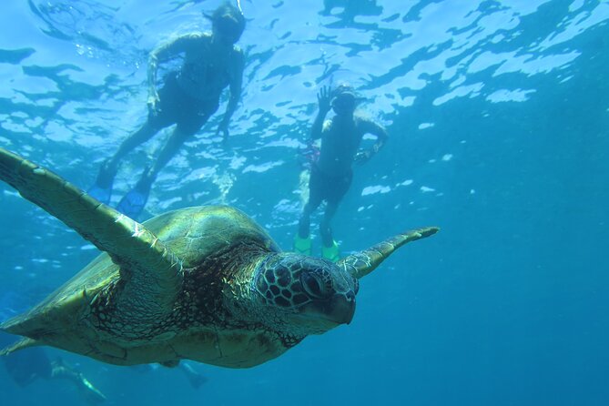 Clear Kayak and Snorkel Tour at Turtle Town, Makena - Customer Reviews