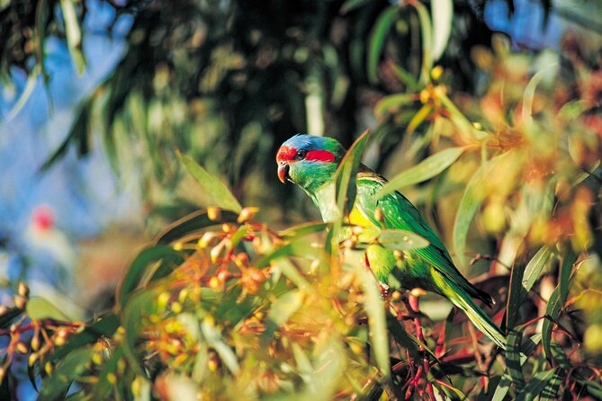 Cleland Hike and Wildlife Day Tour - After the Tour Experience