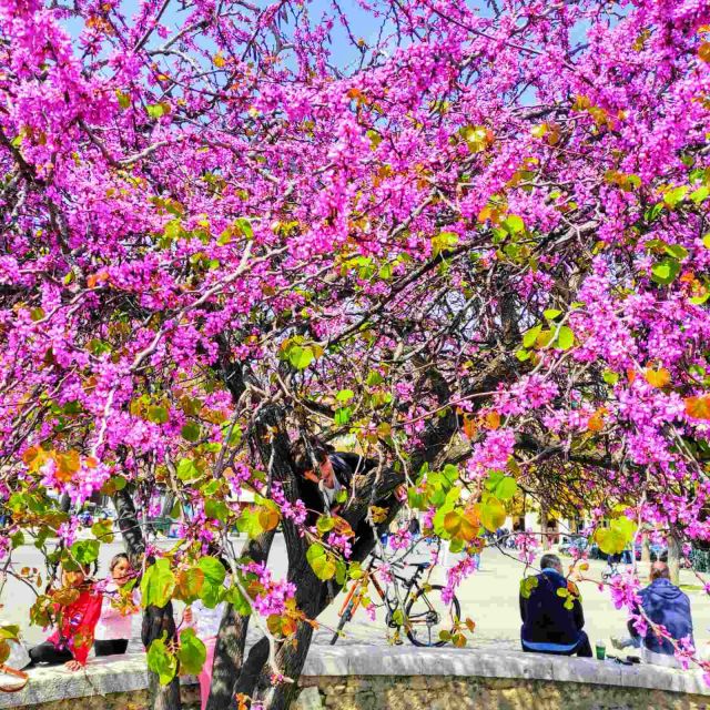 Corfu Town: Express Cultural Walking Tour - Booking Information