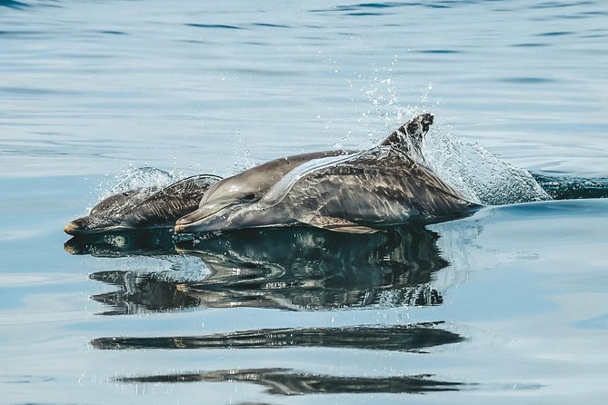 Cruise With Dolphins in Byron Bay - Reviews and Testimonials