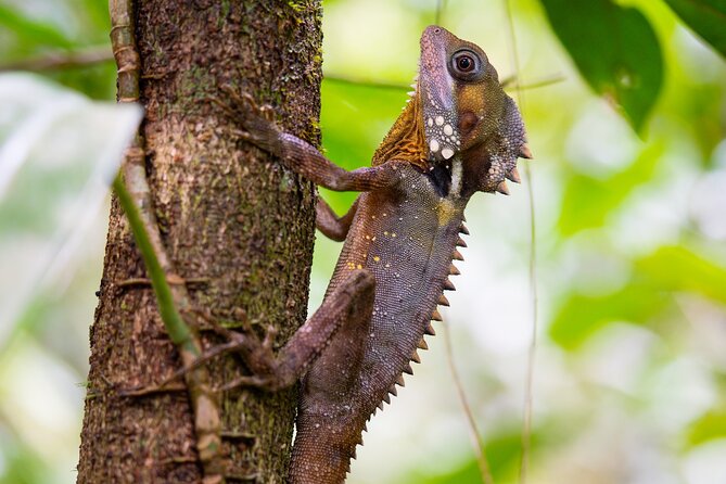 Daintree Ancient Giants Easy Rainforest Hike, Beach, Swim & Lunch - Cancellation Policy and Refunds