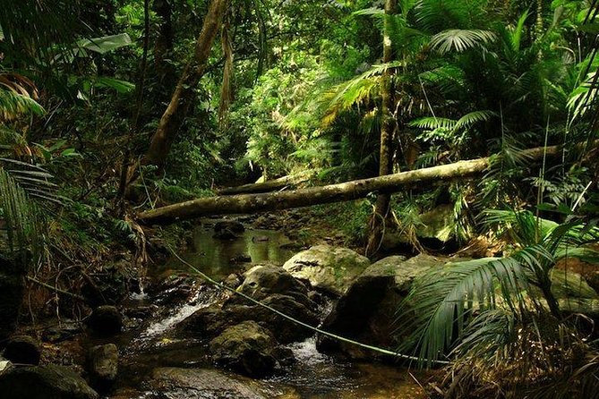 Daintree Discovery Centre Family Pass Ticket - Experience Details and Inclusions