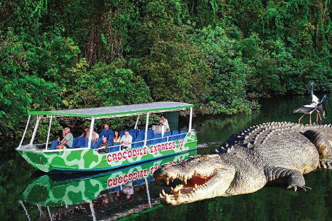 Daintree River Cruise - Tour Operator and Vessel