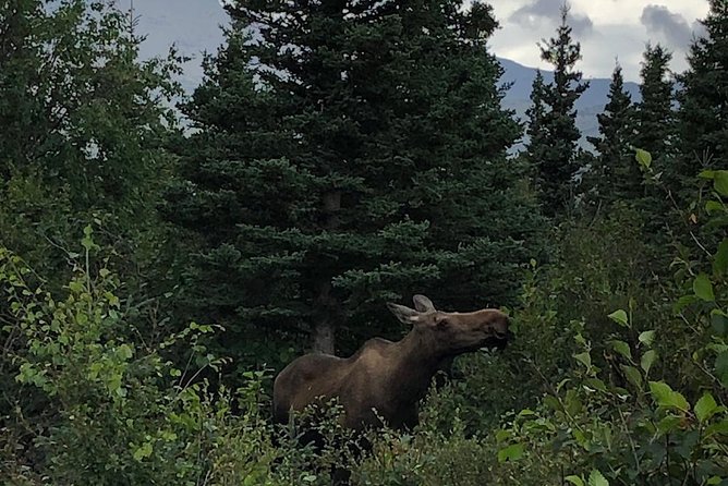 Denali National Park Walking Tour - Tour Logistics