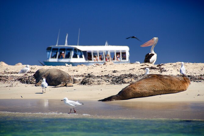 Dolphin, Penguin and Sea Lion Cruise - Planning Your Day Trip