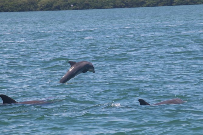 Dolphin Tour on a Private Boat - Common questions