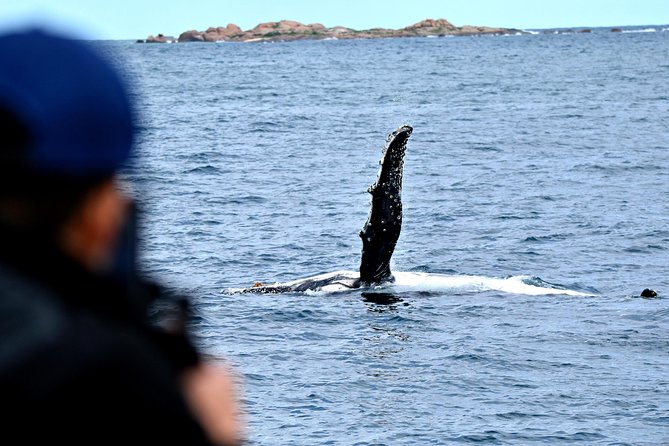 Educational Whale Watching Tour From Augusta or Perth - Meeting and Pickup Details