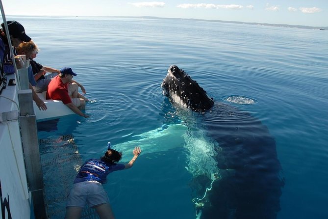 Fraser Island Whale Watch Encounter - Tour Reviews and Ratings