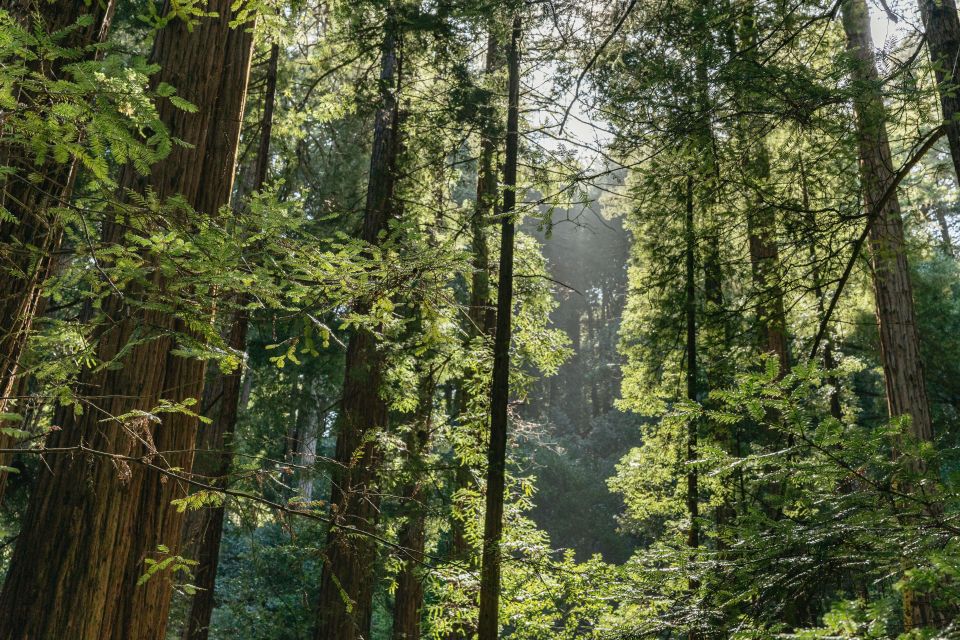 From San Francisco: Muir Woods National Monument Guided Tour - Background