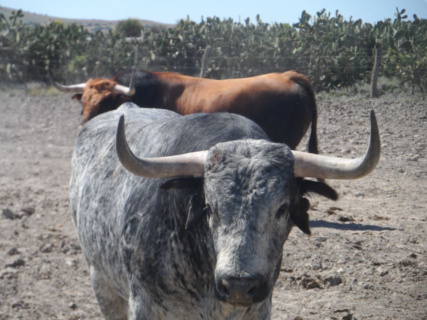 From Seville: Half-Day Bull Breeding Farm Tour - Directions