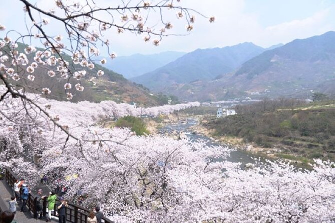 Full-Day Hadong, Gwangyang, Cherry Blossom, Green Tea Fields Private Tour - Cherry Blossom Delight Experience