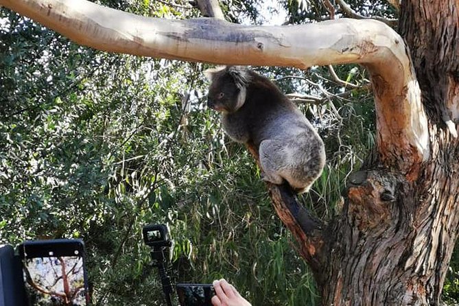 Great Ocean Road Medium Size Group Tour - Booking and Cancellation Policy