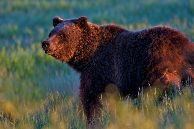 Half Day Group Sunrise Wildlife Safari - Safari Recommendations and Guidelines